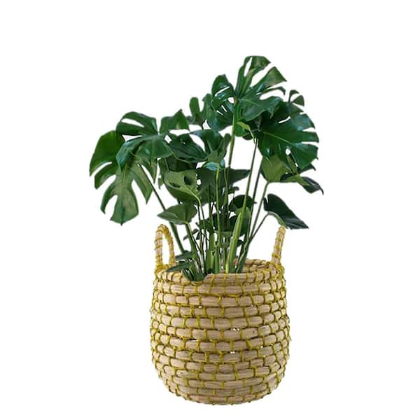 United Nursery Monstera Deliciosa Split-Leaf Philodendron Live Swiss Cheese  Plant in 9.25 inch Grower Pot 21887 - The Home Depot