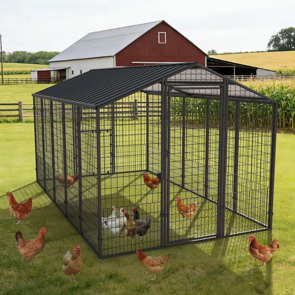 10.5 ft. x 6.2 ft. Outdoor Large Dog Kennel, Chicken Pen with Galvanized Metal Roof for Medium and Large Dogs