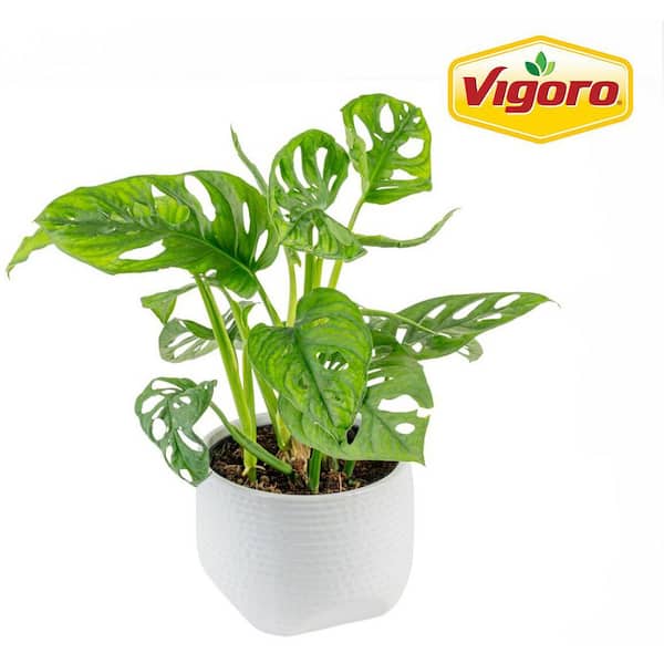 Trending Tropical Little Swiss Cheese Monstera Indoor Plant in 6 in. Decor Pot