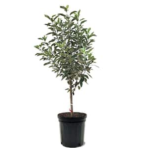 Apple - canhtoyo WC-SOHO49-RG_1_5f9858f9-f54b-