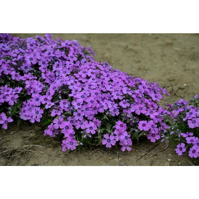 Phlox - Perennials - Garden Flowers - The Home Depot