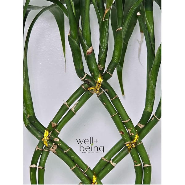 buy pineapple plant online india Buy Pineapple Plant online at best price main image 0