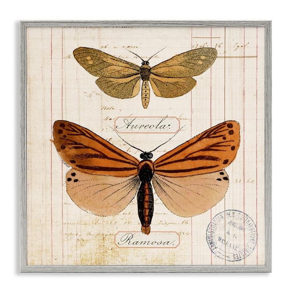 Stupell Industries Butterfly Latin Studies by Susan Arnot Gray Framed Animal Giclee Art Print 24 in. x 24 in.