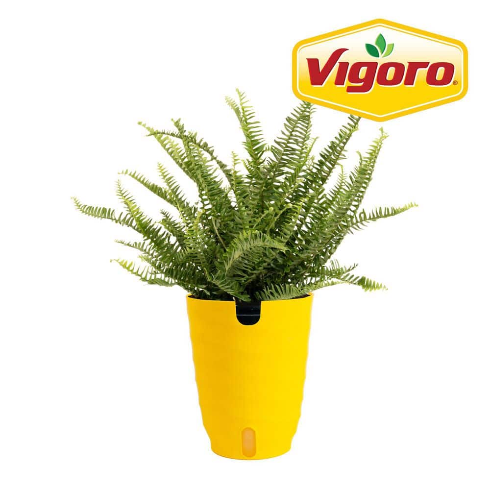 dagga plant Klip Dagga Seedlings