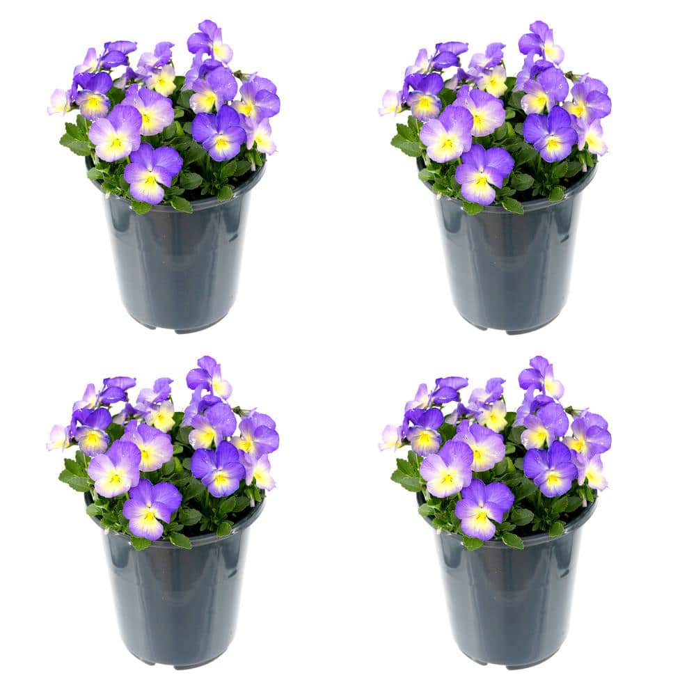 Perennial Viola Starry Night 2.5 QT (4-Pack)