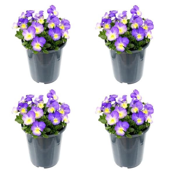 Perennial Viola Starry Night 2.5 QT (4-Pack) 1989 - The Home Depot