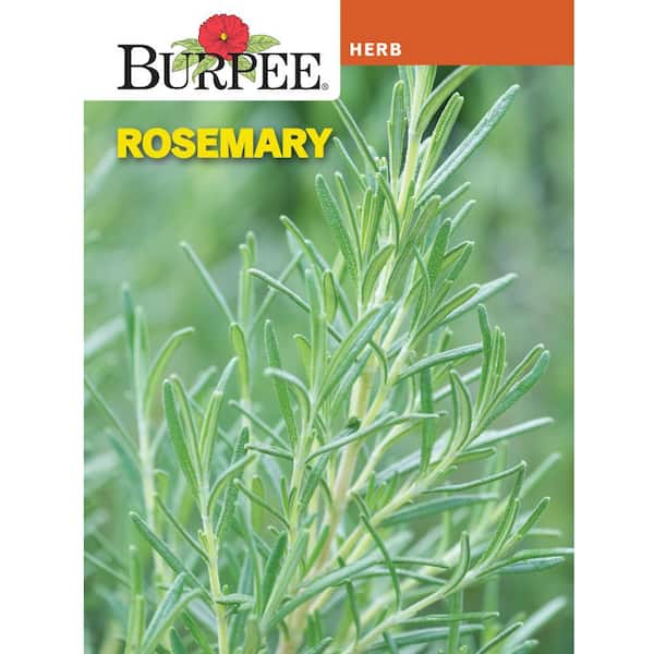 Herb Rosemary Seed