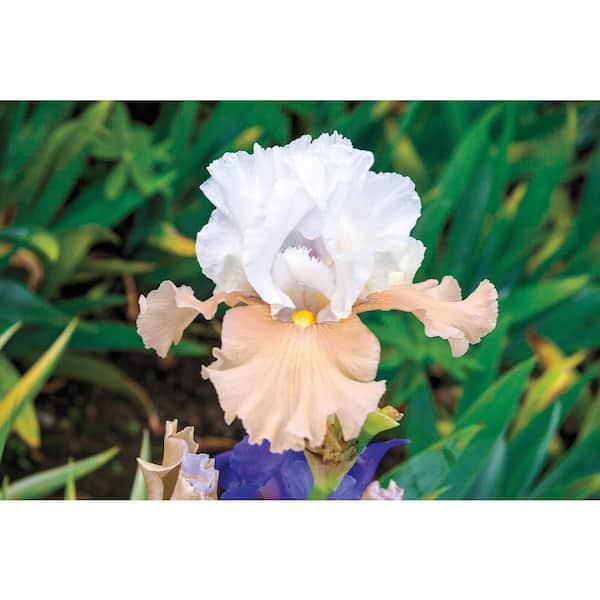Breck's Champagne Elegance Reblooming Iris Live Bareoot Plant White and Peach Colored Flowers