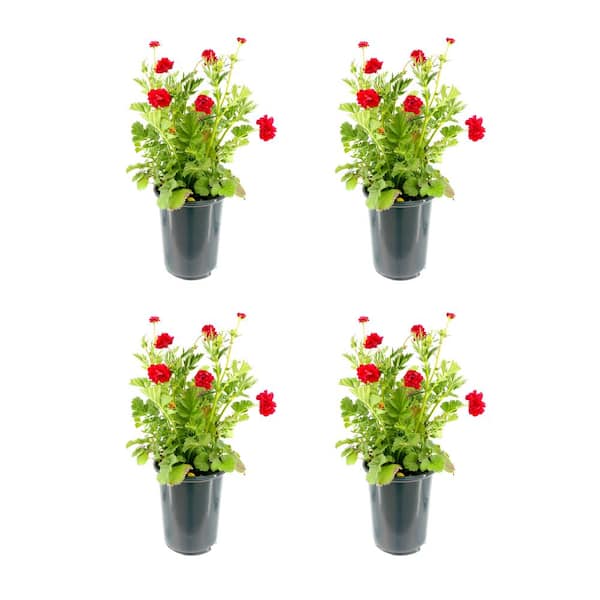 Unbranded 2.5 qt. Perennial Geum Blazing Sunset (4-Pack)