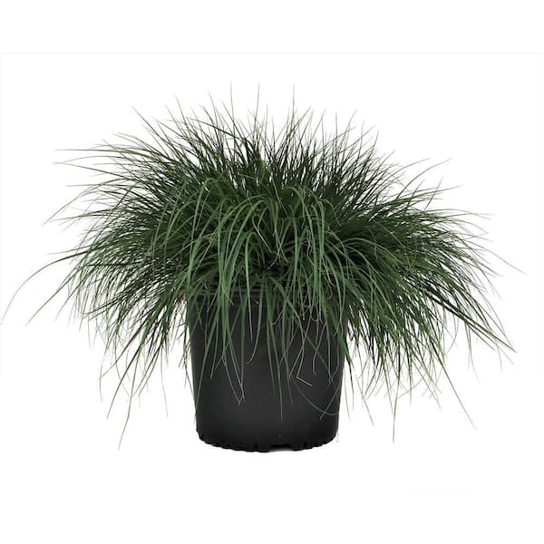 BELL NURSERY 1 Gal. Purple Fountain Grass Perennial Plant (1-Pack)
