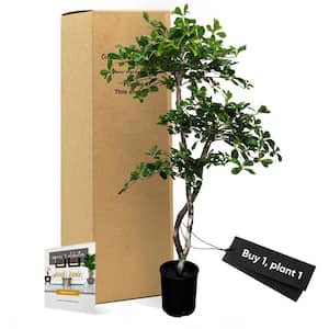 Handmade 5 ft. Artificial 3-Tier Black Olive Tree in Home Basics Plastic Pot Made with Real Wood and Moss Accents