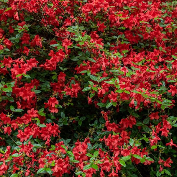BELL NURSERY 1 Gal. Stewartstonian Azalea, Live Evergreen Shrub, Orange-Red Flowers (3-Pack)