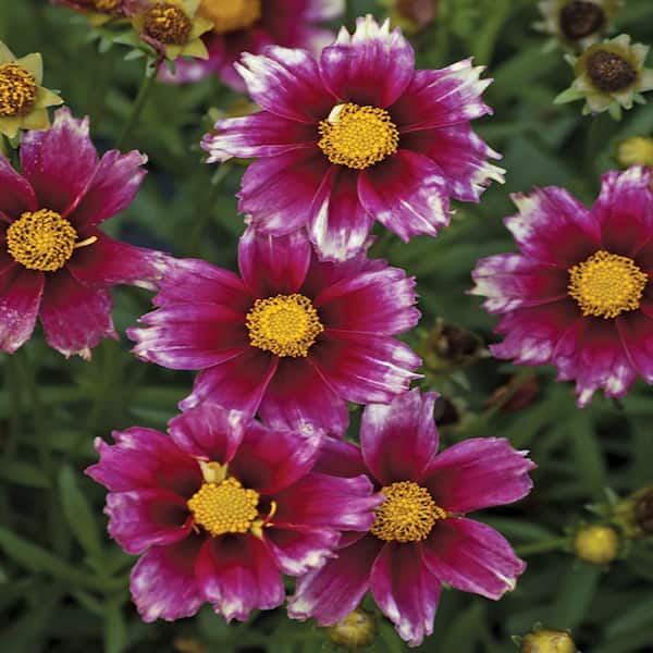 Unbranded #1 Lil Bang Pink and White Starstruck Tickseed Plant