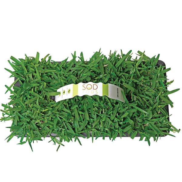 St Augustine Palmetto Grass Plugs (32-Count) Natural, Affordable Lawn Improvement