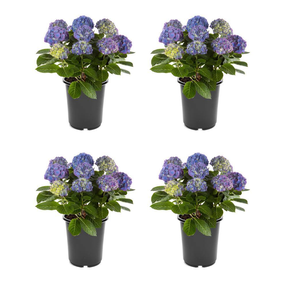 2.5 qt. Hydrangea macrophylla Hi Horizon Blue Perennial Plant with Blue Flo