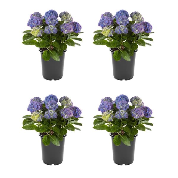 2.5 qt. Hydrangea Macrophylla 'Jip Blue' Perennial Plant