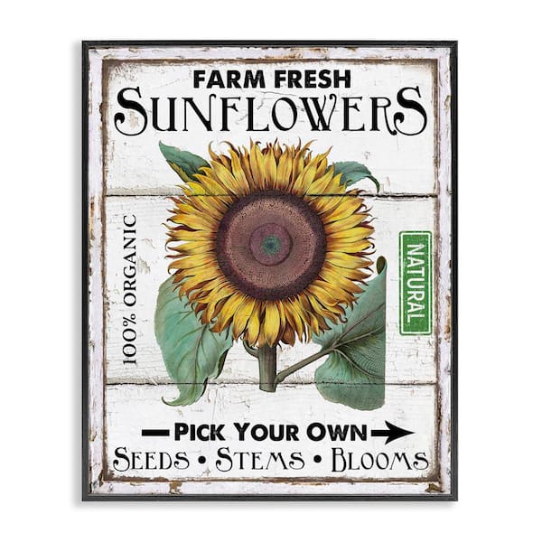 Stupell Industries Rustic Farm Fresh Sunflowers by Creatif Belle Black Framed Nature Giclee Art Print 14 in. x 11 in.