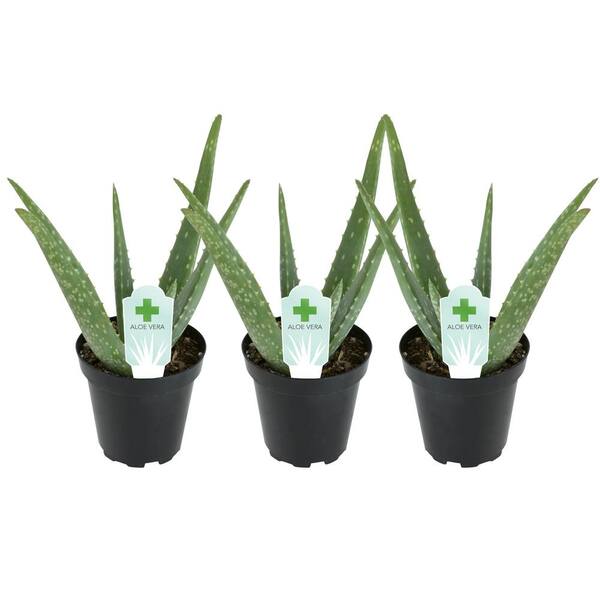 2.5 Pots/Live Home and Garden Plants Aloe Vera Succulent Variety Pack/All Different Species 2 