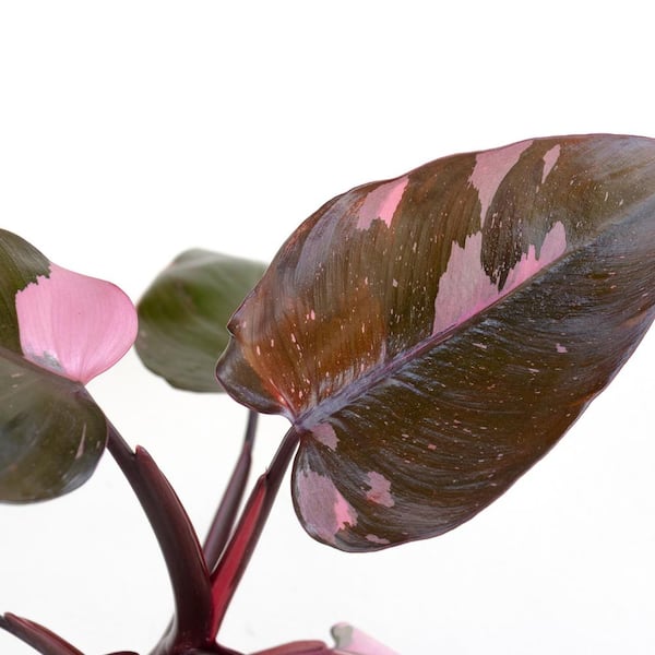 pothos aureus Epipremnum Aureum 'Marble Queen' Pothos | Easy Live Potted Trailing  Houseplant main image 1