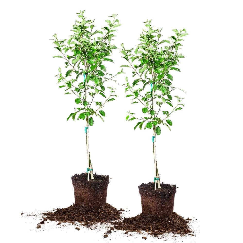 5 Gal. Delicious Fruiting Anna Apple (2-Pack)