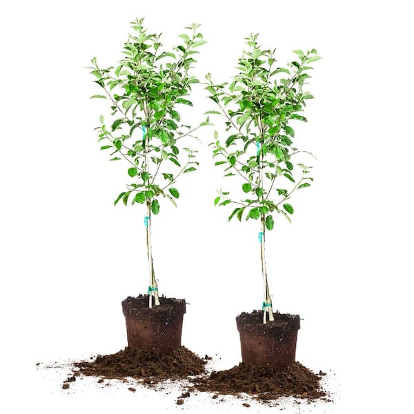 5 Gal. Delicious Fruiting Anna Apple (2-Pack)