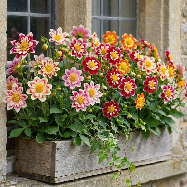 national PLANT NETWORK Dahlia Collarette Mixed Bulbs (10-Pack national PLANT NETWORK Dahlia Collarette Mixed Bulbs (10-Pack