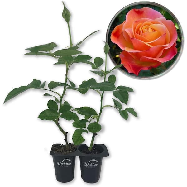 Wekiva Foliage Colorific Rose Bush - 2 Live Starter Plants in 2 in. Growers Pots - Beautifully Fragrant Floribunda Rose