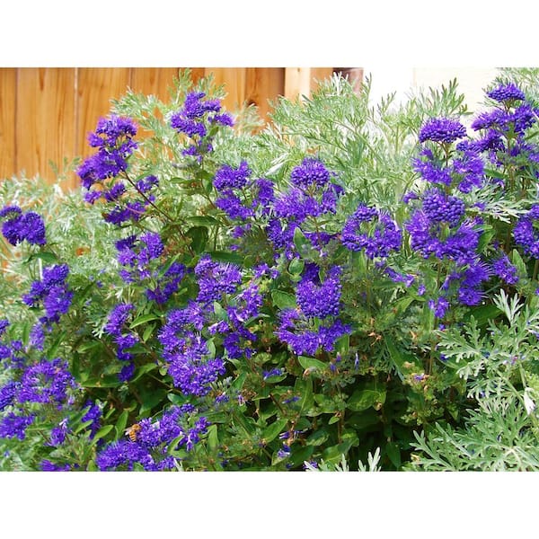 Online Orchards 1 Gal. Dark Knight Bluebeard Flowering Shrub with Highly Fragrant Deep Blue Late Summer Blossoms