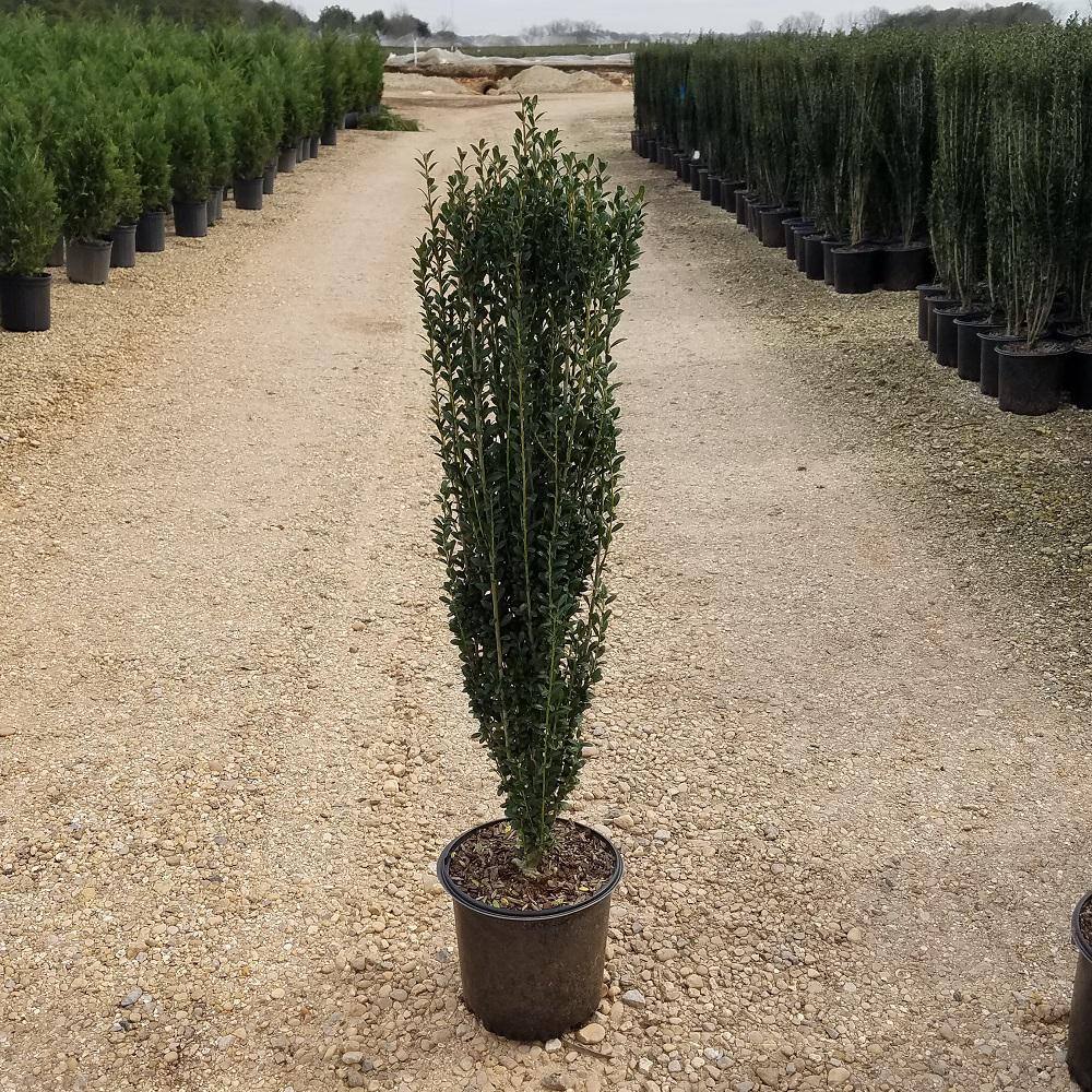 7 Gal Sky Pencil Japanese Holly Ilex Live Shrub Upright Growth Habit 31207 The Home Depot