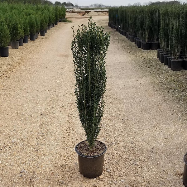 FLOWERWOOD 7 Gal. Sky Pencil Japanese Holly(Ilex), Live Shrub