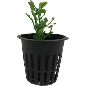 2 in. Black Round Cup with Slotted Black Plastic Mesh Net Pot (50-Pack)