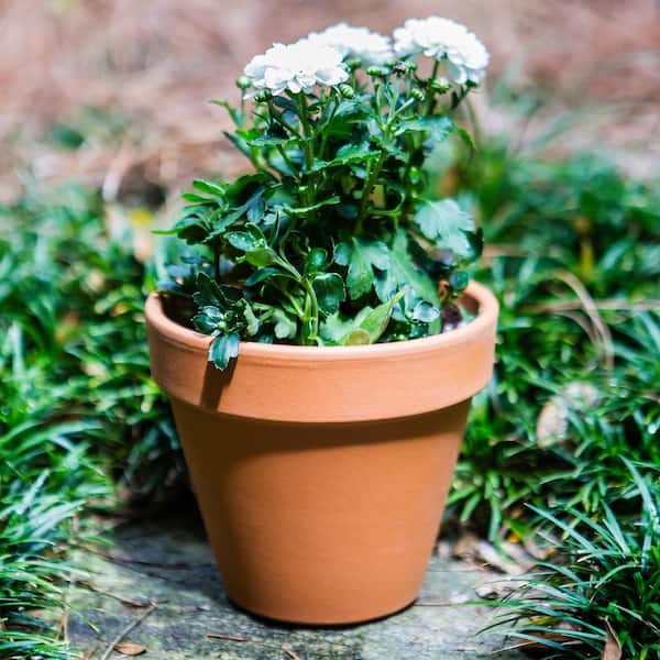 12 in. Terra Cotta Clay Pot