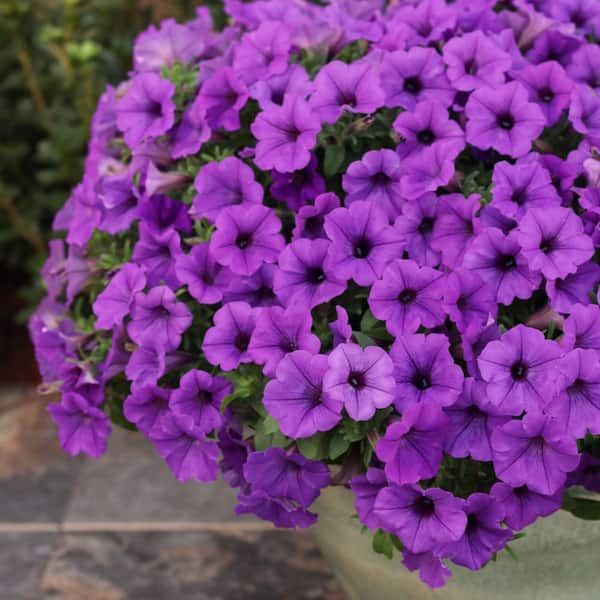 4.25 in. Eco+ Grande Supertunia Mini Vista Indigo (Petunia Hybrid) Live Annual Plant with Blue Flowers 4-Pack