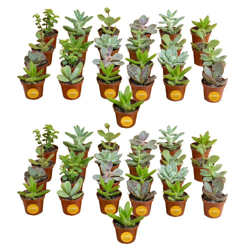 Costa Farms 2 In Mini Succulent Plants In Growers Pot 50 Pack P Suc