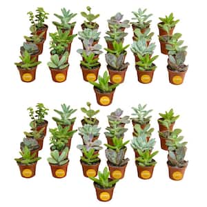 2 in. Mini Succulent Plants in Grower's Pot, 50-Pack