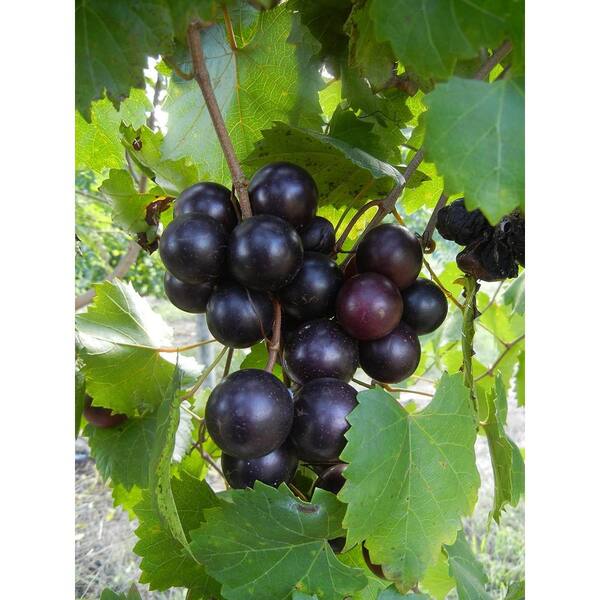 Wekiva Foliage Muscadine Grape Vine with Trellis-Live Plant in a 3 Gallon Pot-4 to 5 Feet Tall-Edible Fruit Bearing Vine