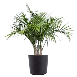 Majesty Palm Live Indoor Outdoor Plant in 10 inch Premium Sustainable Ecopots Dark Grey Pot