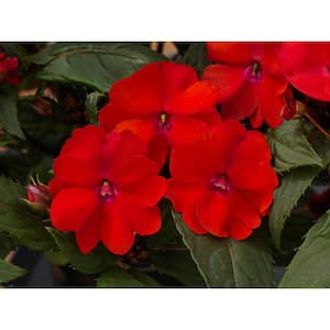 1 Gal. Red Impatien Outdoor Annual Plant with Red Flowers (4-Plants)