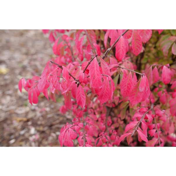 1 Gal. Fire Ball Seedless Burning Bush (Euonymus Alatus) Live Shrub with Green and Red Foliage
