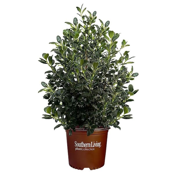 5 Gal. Nelliet Holly Shrub