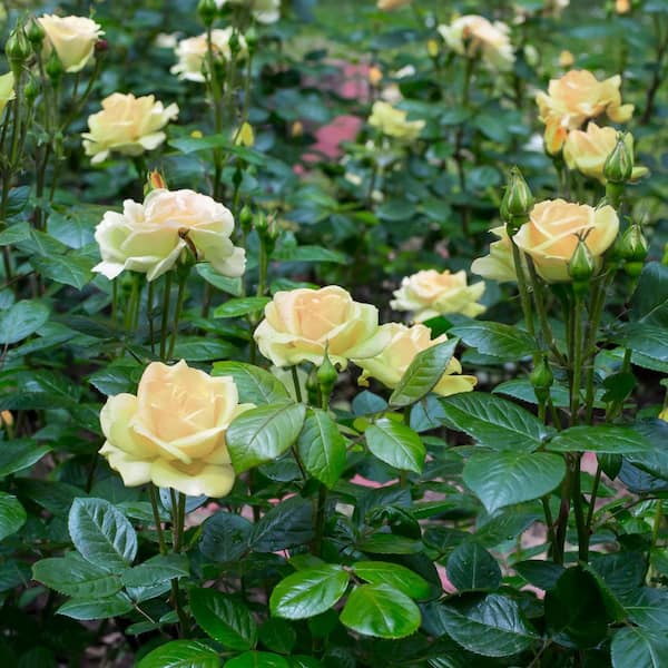 national PLANT NETWORK Bare Root Rose Mint Julep Hybrid Tea with