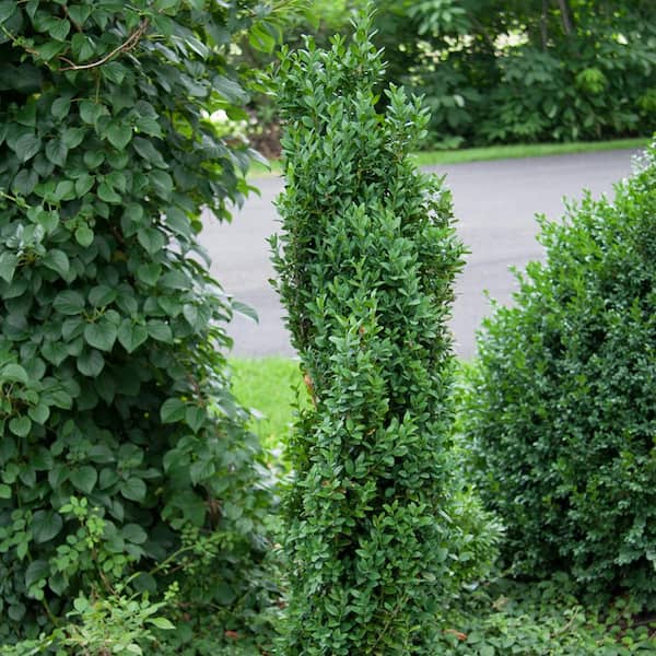 Spring Hill Nurseries 3 Gallon Pot Graham Blondy Boxwood (Buxus), Broadleaf Evergreen Shrub (1-Pack)