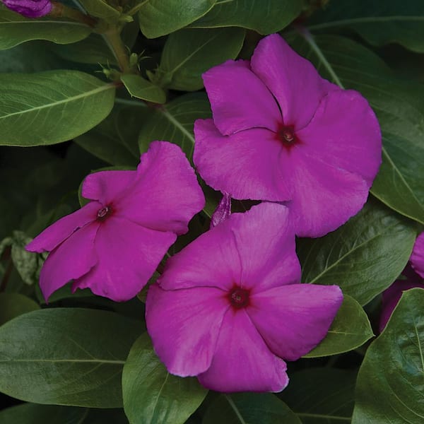Pure Beauty Farms 1.38 PT. Periwinkle Annual Plant with Purple Flowers