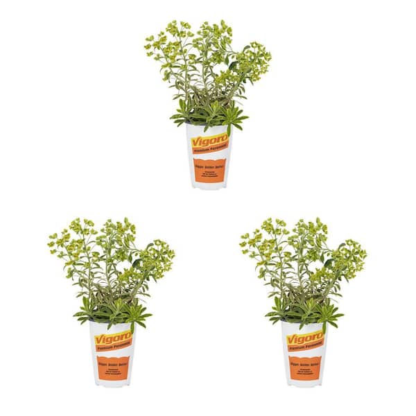 Vigoro 2 qt. Euphorbia Spurge Ascot Rainbows Green Bicolor Perennial Plant (3-Pack)