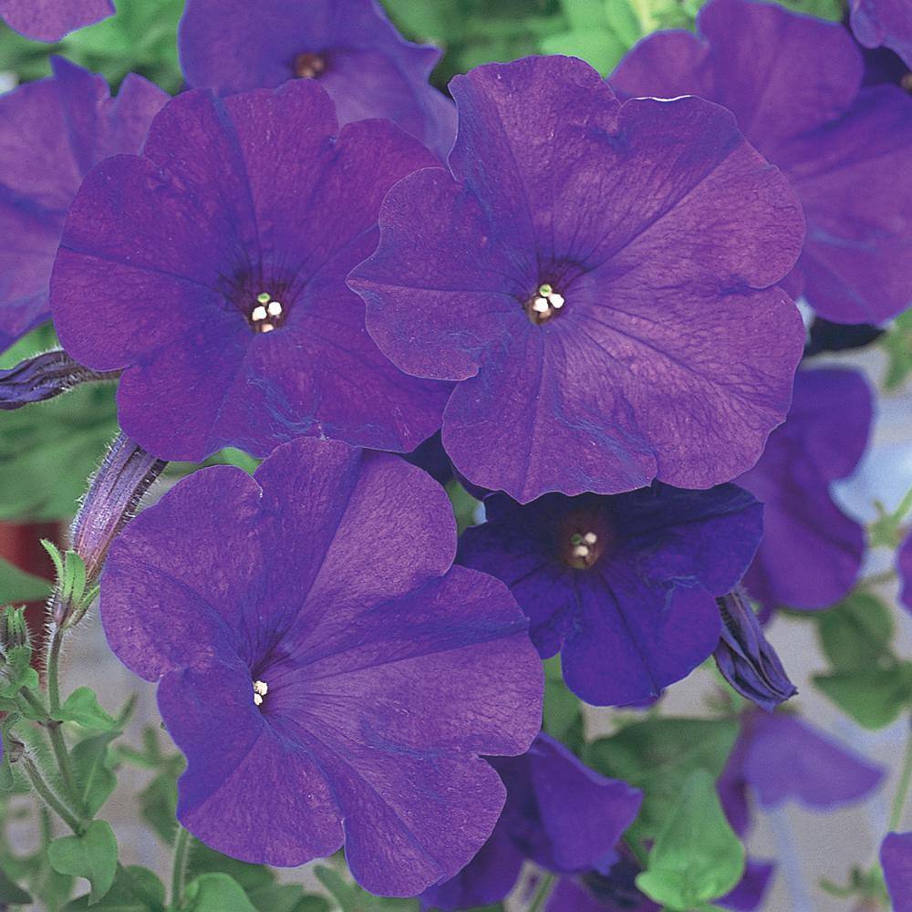 1.23 Gal. Blue Trailing Petunia Hanging Basket 91496 The Home Depot