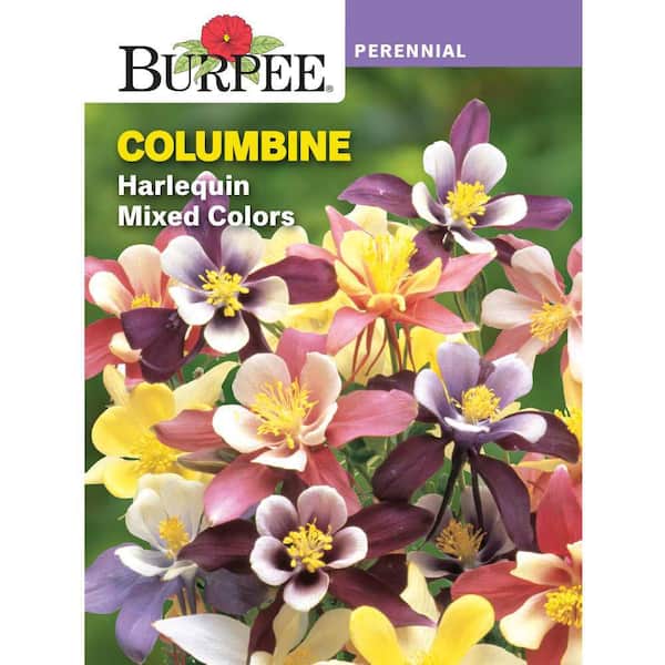 Burpee Columbine Harlequin Mixed Colors Flower Seed