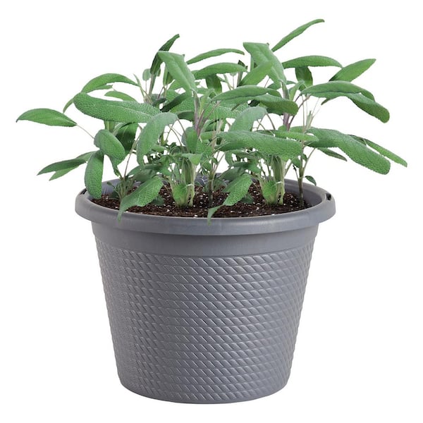 0.94 Gal. Garden Sage Plant