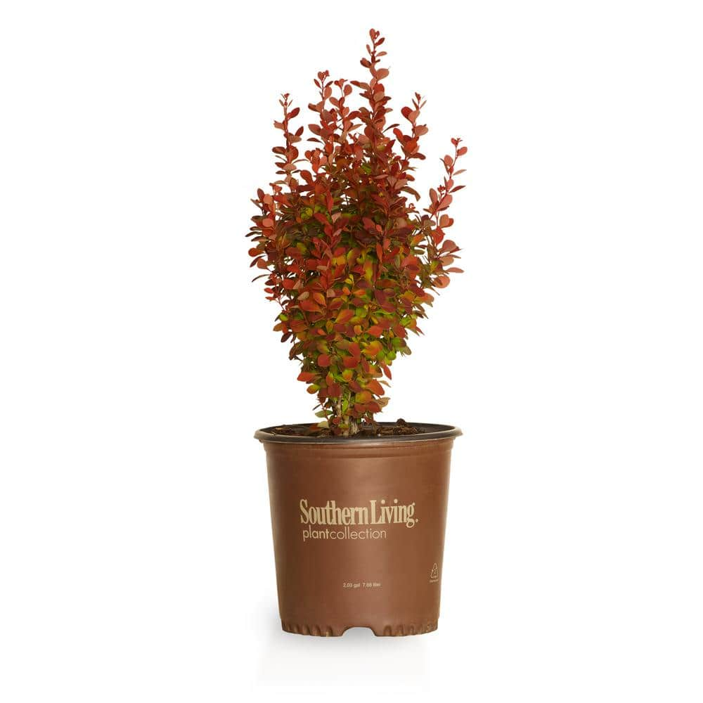 SOUTHERN LIVING 2 Gal. Orange Rocket Barberry, Live Deciduous Plant ...