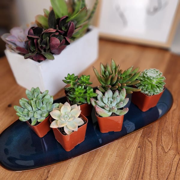 SMART PLANET 2 in. Easy Care Live Succulent Plants Assortment (20Pack)  0881145 - The Home Depot