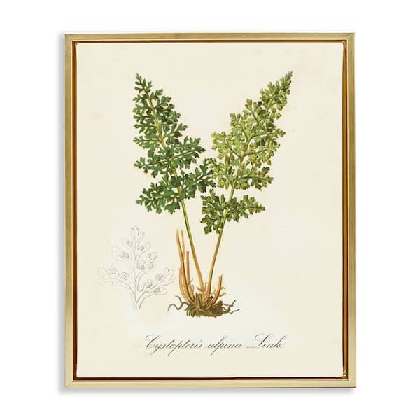 Biological Plant Study by Tina Higgins Designs, Inc. Gold Floater Frame Nature Graphic Art Print 21 in. x 17 in.